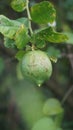 Citrus aurantiifolia on the tree. Indonesian call it jeruk nipis