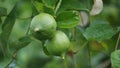 Citrus aurantiifolia on the tree. Indonesian call it jeruk nipis