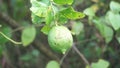 Citrus aurantiifolia on the tree. Indonesian call it jeruk nipis