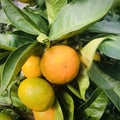 Citrus aurantium. Bitter orange tree. Close up. Royalty Free Stock Photo