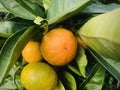 Citrus aurantium. Bitter orange tree. Royalty Free Stock Photo