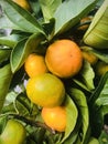 Citrus aurantium. Bitter orange tree. Vertical. Royalty Free Stock Photo