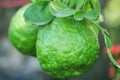 Citrus aurantium or bouquetier fruit hanging on tree