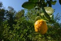 Citrus aurantium fruits, Dolce del Gargano. Royalty Free Stock Photo