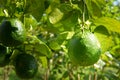 Citrus aurantium var. aurantium, Bouquetier, Sour orange, Bitter orange Royalty Free Stock Photo