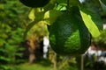 Citrus aurantium var. aurantium, Bouquetier, Sour orange, Bitter orange Royalty Free Stock Photo