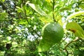 Citrus aurantium var. aurantium, Bouquetier, Sour orange, Bitter orange, Royalty Free Stock Photo