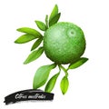 Citrus australis or round lime isolated digital art illustration. Watercolor green lemon, citron detox fruit native to Australia. Royalty Free Stock Photo