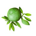 Citrus australis or round lime isolated digital art illustration. Watercolor green lemon, citron detox fruit native to Australia. Royalty Free Stock Photo