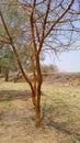 Citrus, banana and corn trees are among the most important characteristics of irrigated agriculture in Kassala city, eastern Sudan