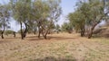 Citrus, banana and corn trees are among the most important characteristics of irrigated agriculture in Kassala city, eastern Sudan