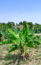 Citrus, banana and corn trees are among the most important characteristics of irrigated agriculture in Kassala city, eastern Sudan