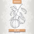 Citrus bergamia aka bergamot branch sketch on elegant lace background.