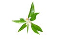 Orange tree white flowers and glossy green leaves isolated on white Royalty Free Stock Photo