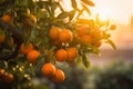 Citrus branches with organic ripe fresh oranges tangerines growing on branches with green leaves in fruiting garden