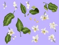 Citrus branches set with flowers and leaves. Flowers of orange,