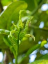 Citrus bud was injured by bug or aphid insect Toxoptera citricidus.