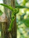 Citrus bud was injured by bug or aphid insect Toxoptera citricidus.