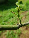 Citrus bud was injured by bug or aphid insect Toxoptera citricidus.