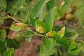 Citrus canker from bacteria