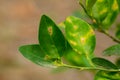 Citrus canker it is a disease affecting Citrus species