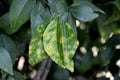 Citrus canker disease affecting Citrus species Infection causes lesions on the leaves