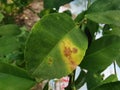 Citrus canker on citrus causes by bacteria