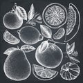 Vintage collection of ink hand drawn citrus fruits sketch. Highly detailed exotic plants outlines on chalkboard.