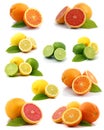 Citrus collection Royalty Free Stock Photo