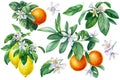 Citrus collection, Mandarin, orange, lemon with green leaves, isolated white background, watercolor botanical painting