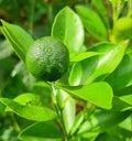 Citrus depressa plant lives garden