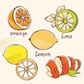 Citrus doodle set Royalty Free Stock Photo