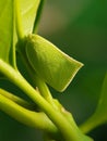 citrus flatid plant hopper injure on citrus leaf in Viet Nam