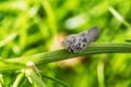 Citrus flatid planthopper - Metcalfa pruinosa Royalty Free Stock Photo