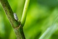 Citrus Flatid Planthopper Metcalfa pruinosa sitting on stem of common fig Ficus carica Royalty Free Stock Photo