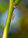 Citrus flatid planthopper - Metcalfa pruinosa, on stalk. Pest. Royalty Free Stock Photo