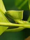citrus flatid plant hopper injure on citrus leaf in Viet Nam