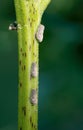 Citrus flatid planthoppers on plant stem - Metcalfa pruinosa. Pest. Royalty Free Stock Photo