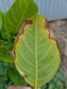 Leaf blight of jackfruit injured popularly disease in viet Nam.