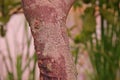 Citrus foot rot disease on lime stem