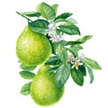 Citrus fruit. Bergamot with leaves and flower on isolated white background, watercolor botanical illustration Royalty Free Stock Photo