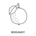 Citrus fruit bergamot, line icon in vector to indicate on food packaging about the presence of this allergen