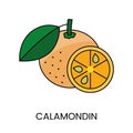 Citrus fruit calamondin, depicted as a vector line icon for food allergen alerts on packaging.