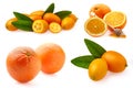 Citrus Fruit compositions isolated on white background. Orange, kumquat. Collection. - Image