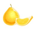 Citrus Fruit with Cutout Juicy Segment Vector Illustration