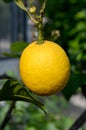 Citrus fruit Royalty Free Stock Photo