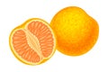 Citrus Fruit with Half Showing Juicy Segment Vector Illustration