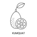 Citrus fruit Kumquat, line icon in vector to indicate on food packaging about the presence of this allergen.