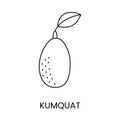 Citrus fruit Kumquat, line icon in vector to indicate on food packaging about the presence of this allergen.
