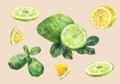 Citrus fruit. Lemon and lime. Sliced and whole. Watercolor set.